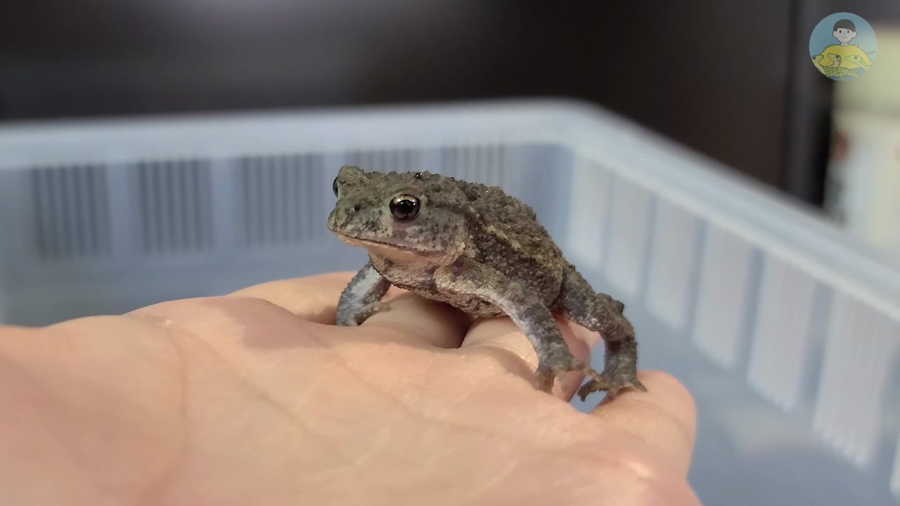 국내에서 만날 수 있는 가장 귀여운 반려 두꺼비?! 이 영상을 보시면 빠질 수밖에 없습니다 / The Cutest Pet Toad  You Can Meet In Korea?! - Youtube