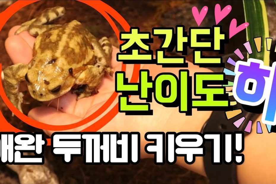 초간단! 애완두꺼비 키우기 / 사육 난이도 최하 - Youtube