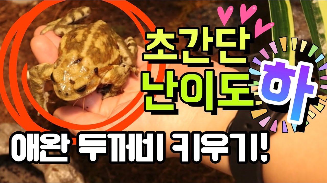 초간단! 애완두꺼비 키우기 / 사육 난이도 최하 - Youtube