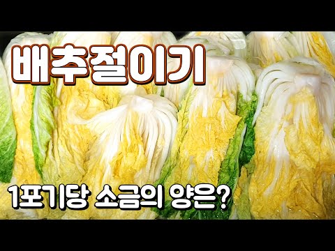 배추절이는법 김장 배추 절이기 1포기당 소금 양은? 절이는 시간