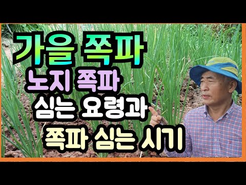 김장용 가을 쪽파 쪽파심는 요령과 노지 쪽파 심는 시기