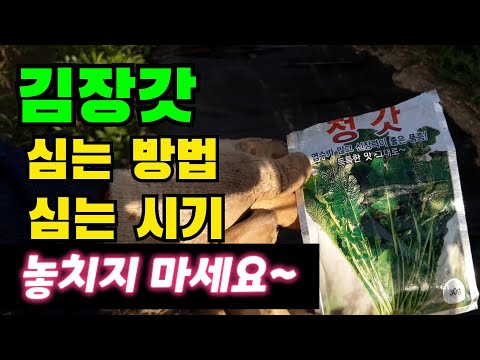 김장갓 이렇게 심으세요~ / 김장갓 심는 시기 / 김장갓 심는 법 / 김장갓 파종시기 / 김장용 갓