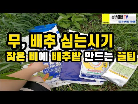 김장무, 배추심는시기, 그리고  배추밭만들기 꿀팁. 밭은 만들어야겠고 비는 자주오고~