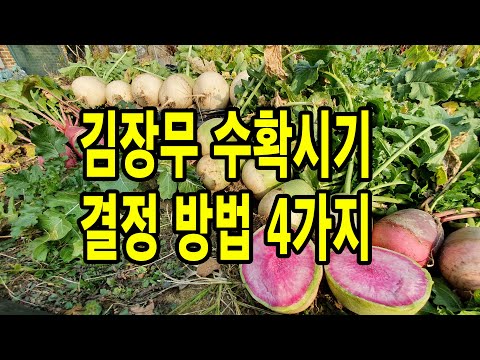 김장무수확시기 결정 방법 4가지 꼭 확인하세요