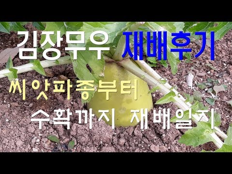 김장무우재배방법(씨앗파종에서 수확까지) 후기