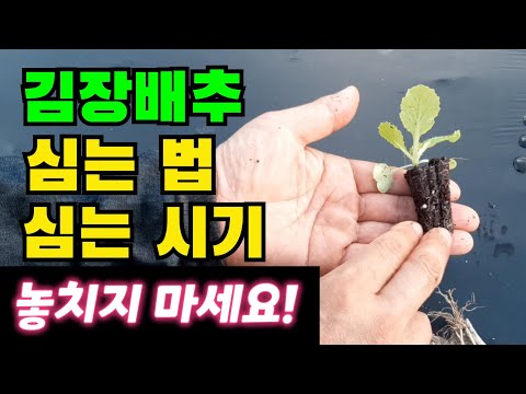 김장배추 이렇게 심으세요~ / 김장배추 심는 시기 / 김장배추 파종 시기 / 김장배추 심는 간격 / 김장배추 재배 방법 / 김장배추 밭만들기 / 김장배추 심는 법 / 김장배추 파종