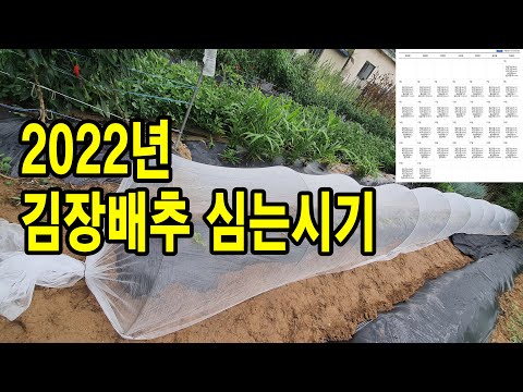 2022년 올해 김장배추 심는시기 적기 상세 분석