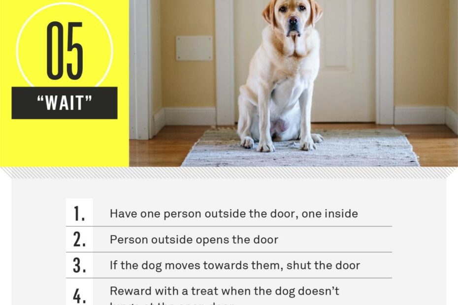 21 Essential Dog Commands To Teach Your Dog | Gallant