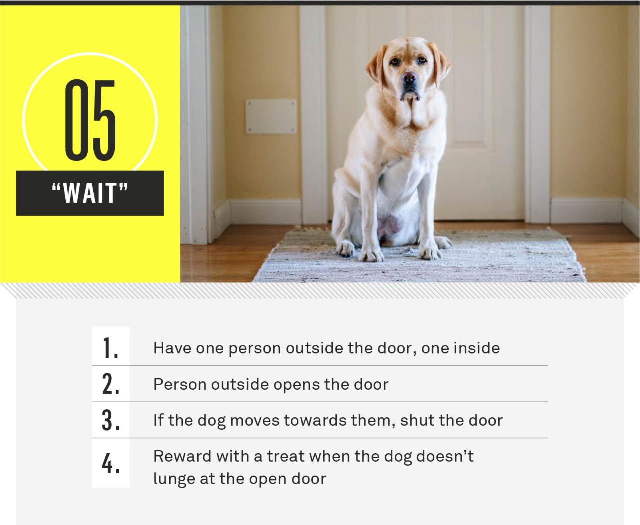 21 Essential Dog Commands To Teach Your Dog | Gallant