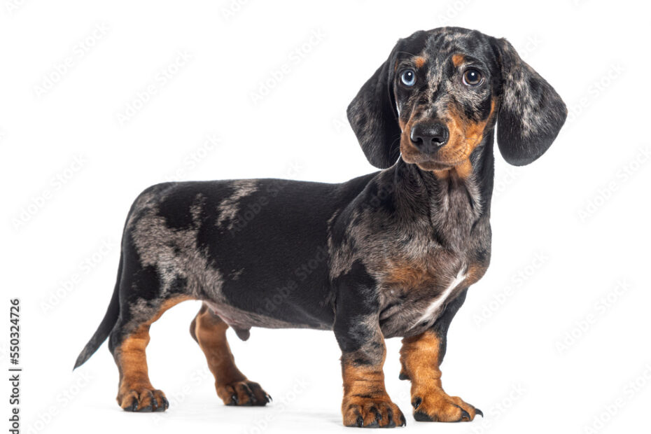 Standing, Side View Of A Puppy Merle Dapple Dachshund Odd-Eyed, Isolated On  White Stock Photo | Adobe Stock