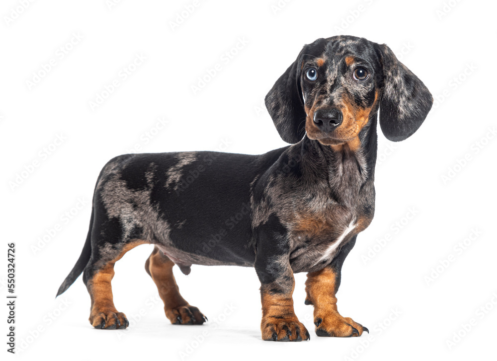 Standing, Side View Of A Puppy Merle Dapple Dachshund Odd-Eyed, Isolated On  White Stock Photo | Adobe Stock