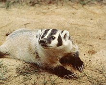 Badger - Wikipedia