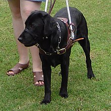 Guide Dog - Wikipedia