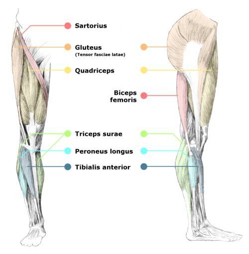 Pin On Anatomy Kinesiology And Things