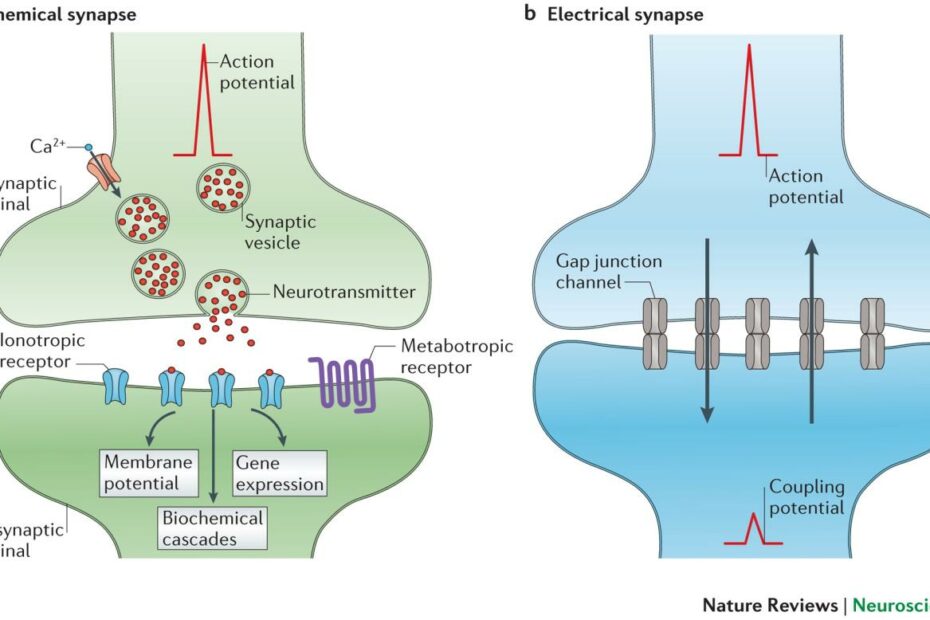 Electrical Synapses And Their Functional Interactions With Chemical  Synapses | Nature Reviews Neuroscience