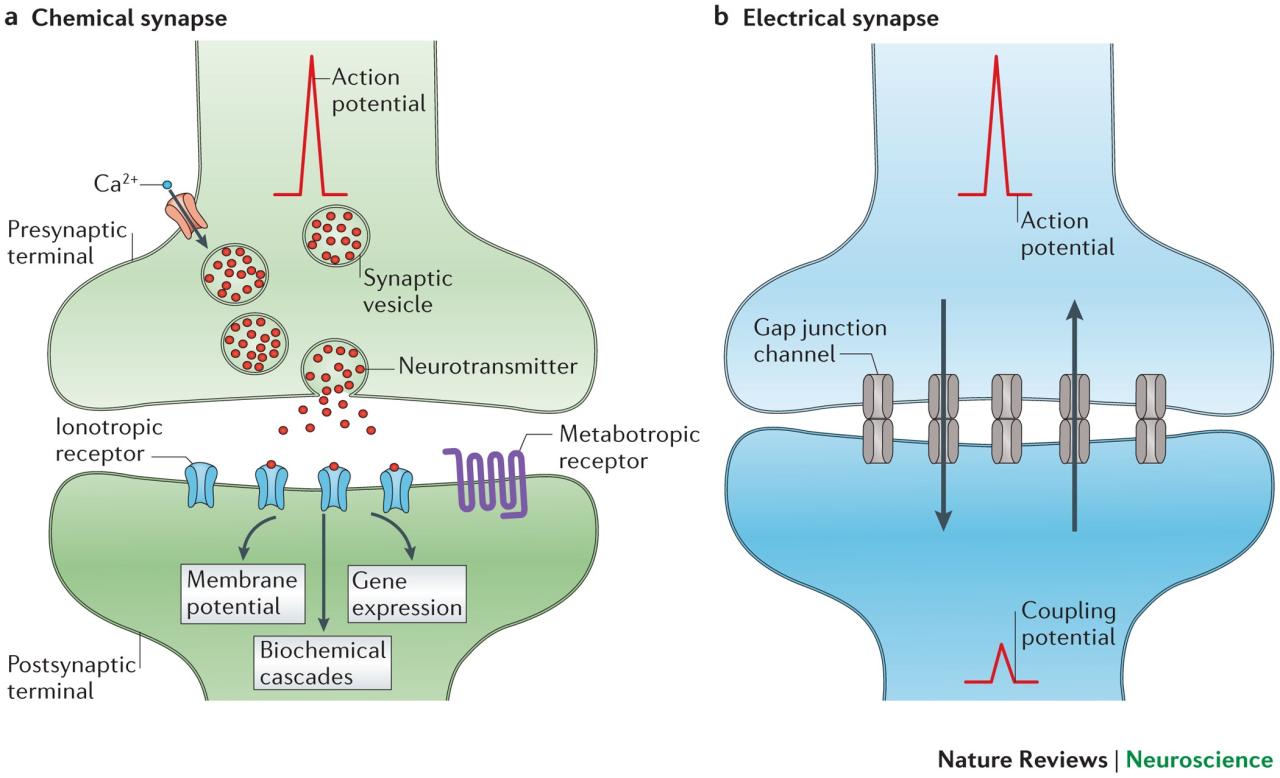 Electrical Synapses And Their Functional Interactions With Chemical  Synapses | Nature Reviews Neuroscience