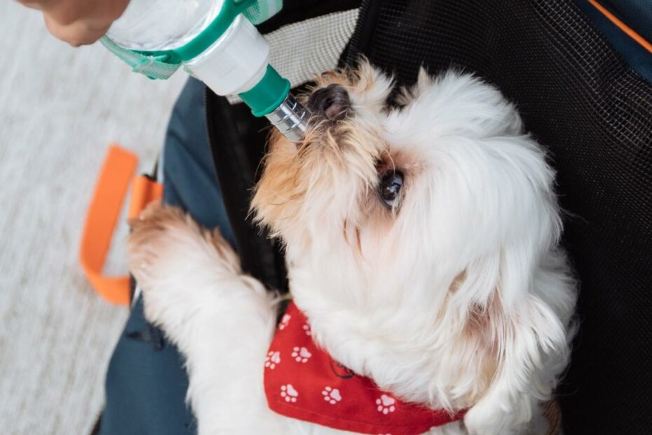 Pedialyte For Dogs: Is It Safe And How Does It Work?