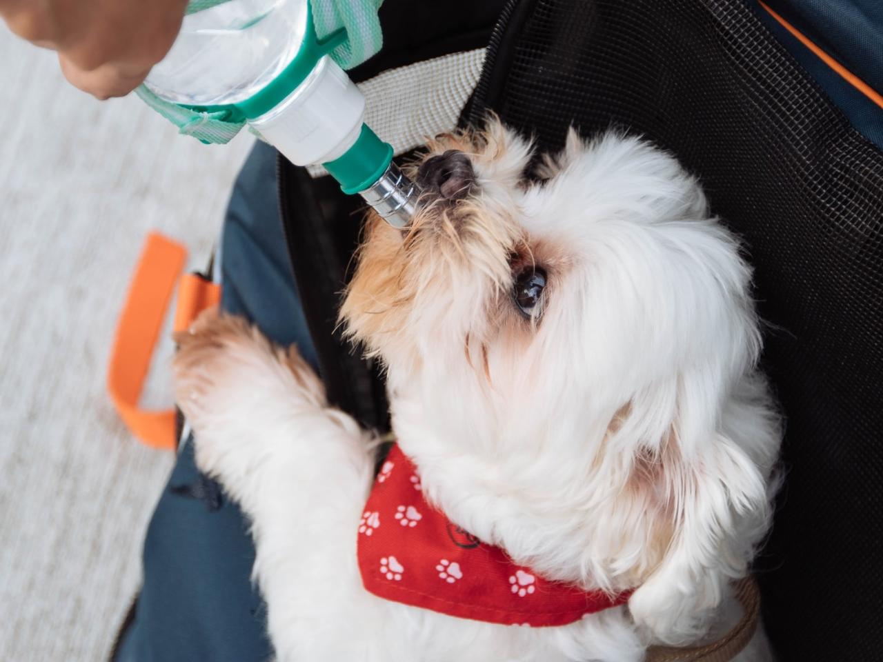 Pedialyte For Dogs: Is It Safe And How Does It Work?