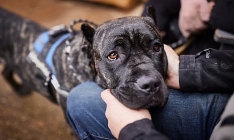 Rescue Me: Why Britain'S Beautiful Lockdown Pets Are Being Abandoned | Pets  | The Guardian