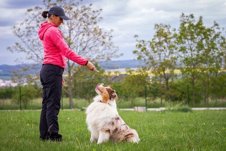 How To Become A Dog Trainer: Things To Know About Dog Training