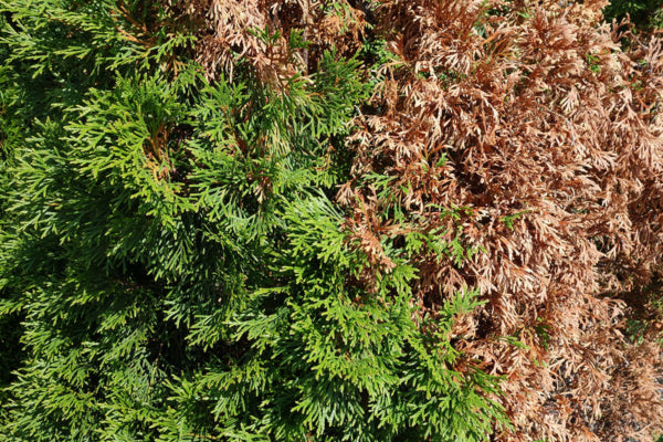 How To Save An Evergreen Tree From Dying | Perfect Plants