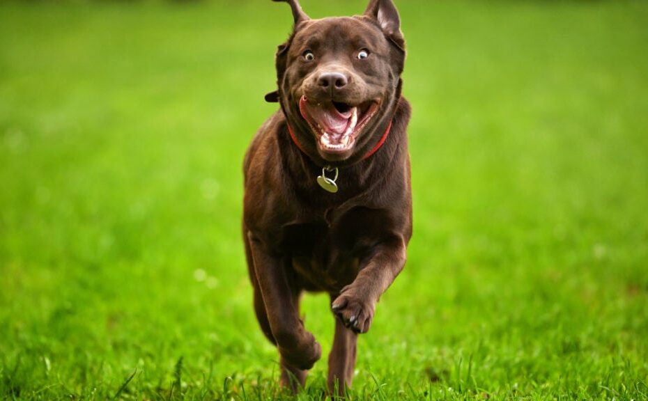 What Are Dog Zoomies? Why Your Dog Runs Around In Circles