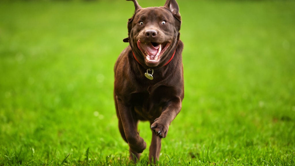 What Are Dog Zoomies? Why Your Dog Runs Around In Circles