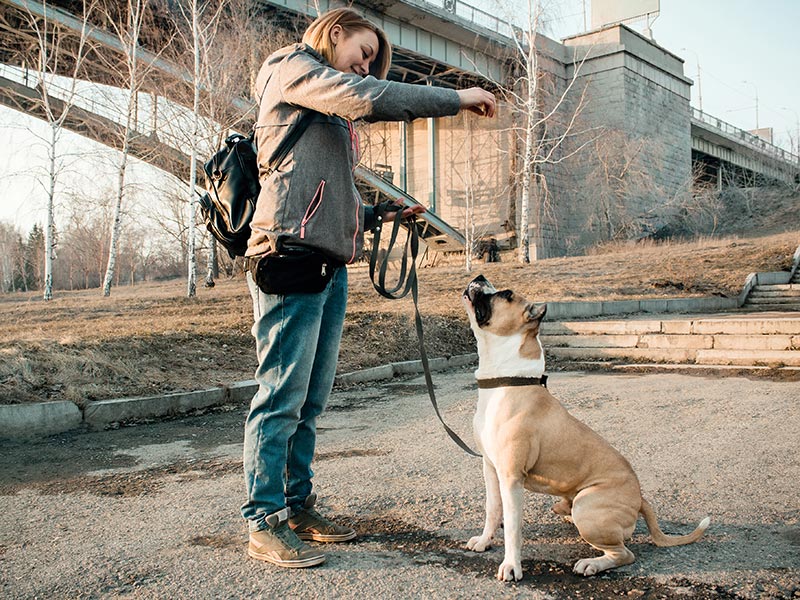 What Is An Animal Behaviorist? Here'S What Dog Owners Should Know