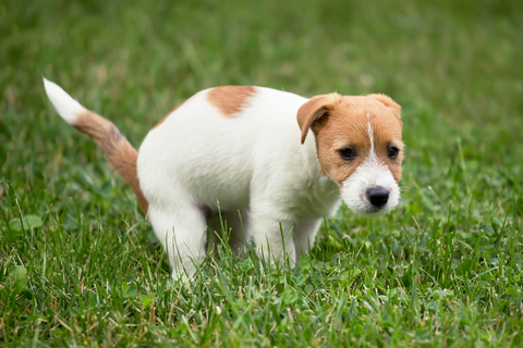 Can Dog Poop Be Used As Fertilizer? Learn How To Compost Safely – Give A  Shit - Earth Friendly Pet Products