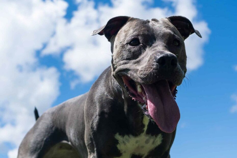 How Smart Are Pit Bulls? Everything We Know About Their Intelligence - Az  Animals