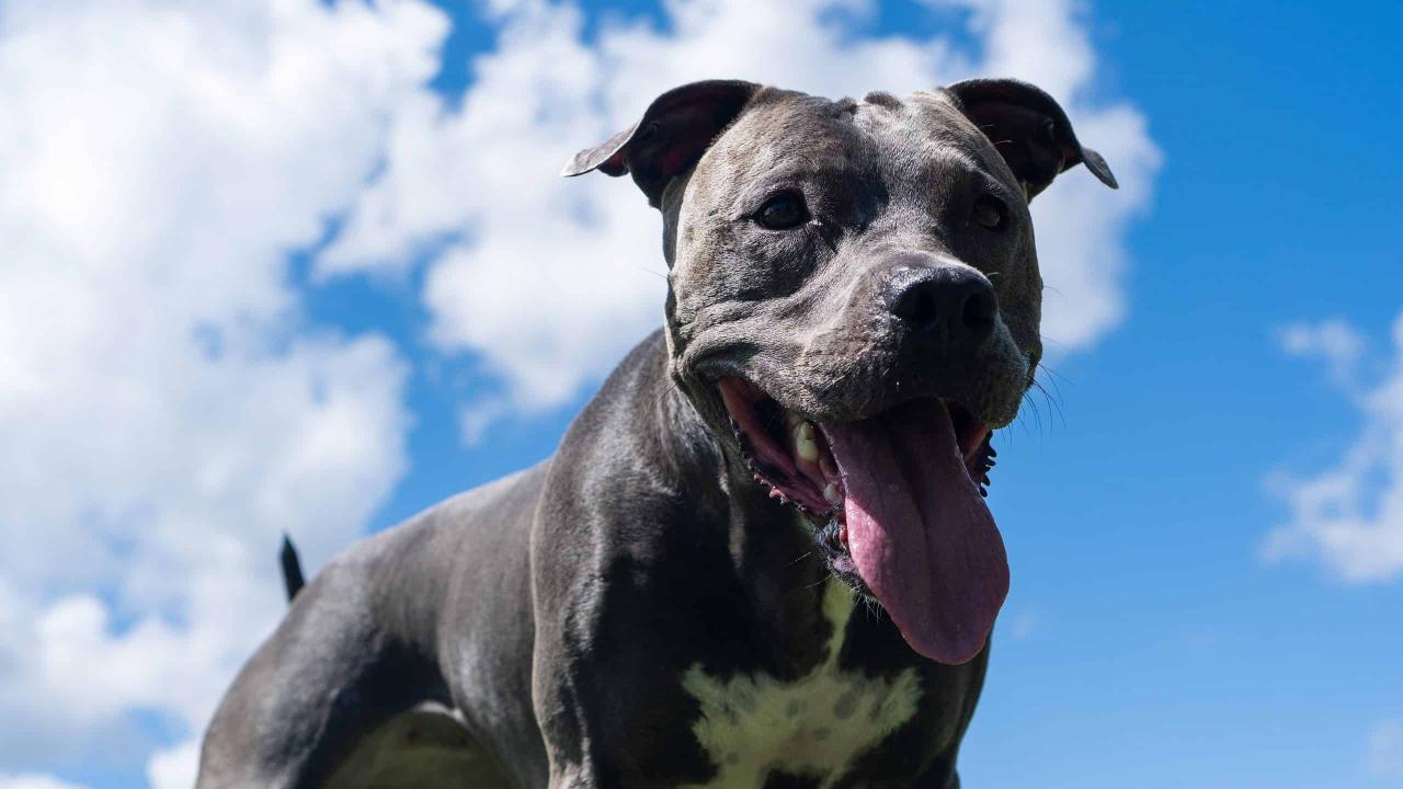 How Smart Are Pit Bulls? Everything We Know About Their Intelligence - Az  Animals