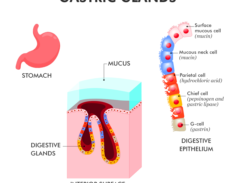 Gastric Gland - Anatomy, Types, Functions, Importance - Geeksforgeeks