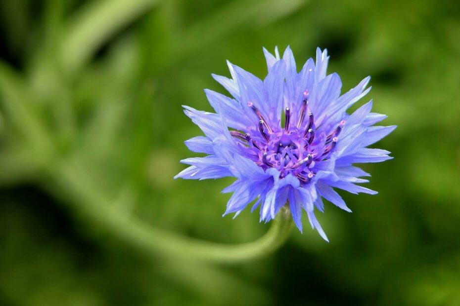 Cornflower | Description & Facts | Britannica