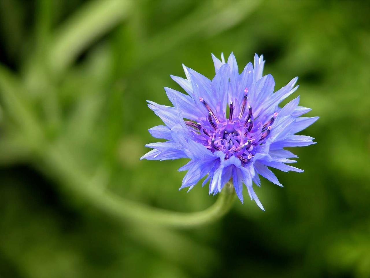 Cornflower | Description & Facts | Britannica