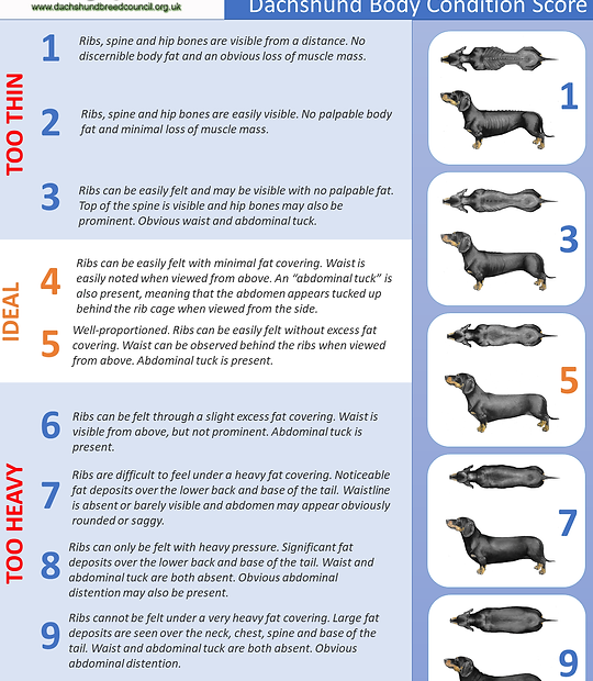 Body Condition And Weight | Dachshund-Health-Uk