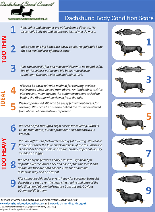 Body Condition And Weight | Dachshund-Health-Uk