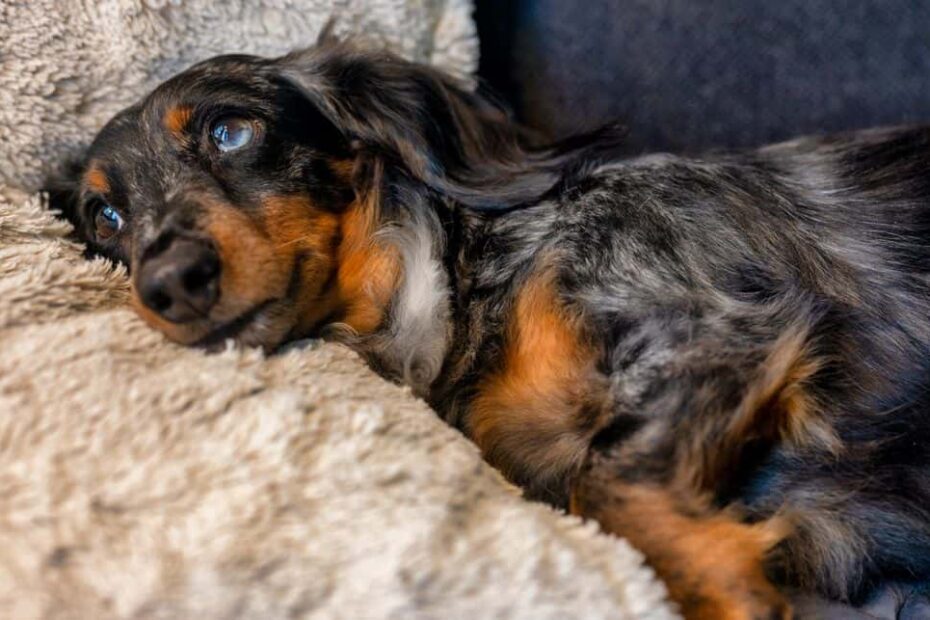 Dapple Dachshund: Dog Breed Characteristics, Pictures, Care Tips