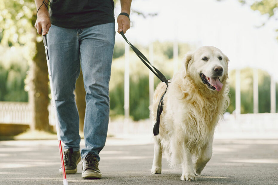 Are There Differences Between Guide Dog Breeds? · The Wildest