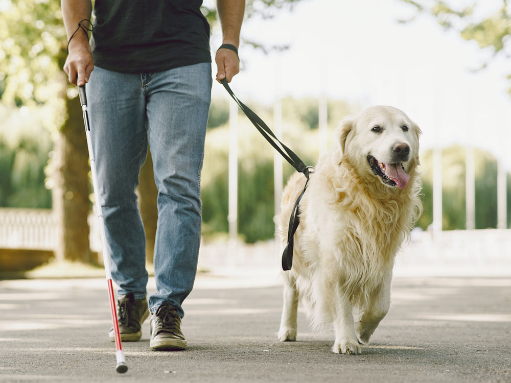 Are There Differences Between Guide Dog Breeds? · The Wildest