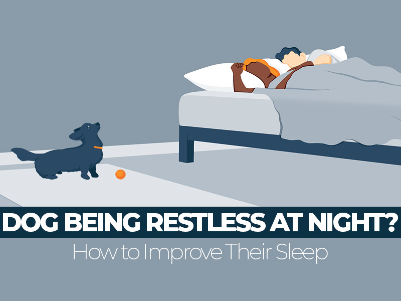 Dog Being Restless At Night? How To Improve Their Sleep?