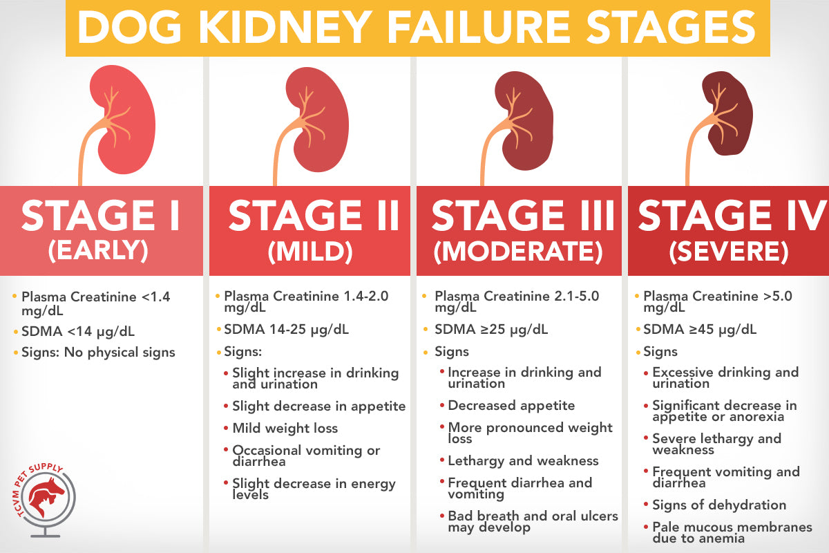 Dog Kidney Failure: Stages Chart And Resources - Tcvm Pet Supply