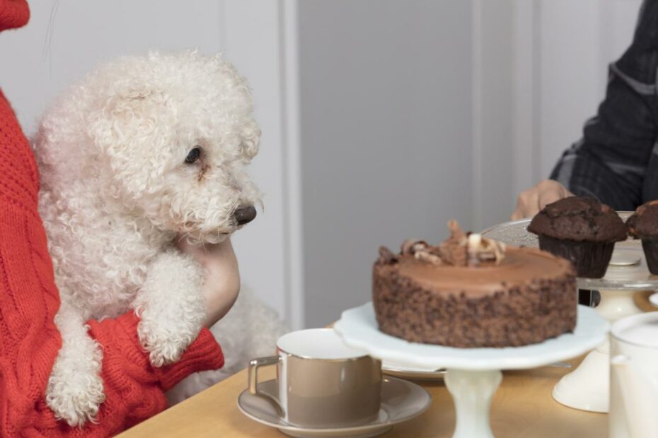 What To Do If Your Dog Eats Chocolate | Dog Ate Chocolate Advice