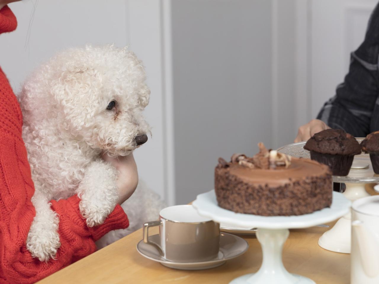 What To Do If Your Dog Eats Chocolate | Dog Ate Chocolate Advice