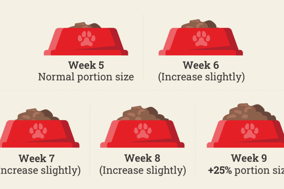 Feeding Your Pregnant Dog | Purina New Zealand