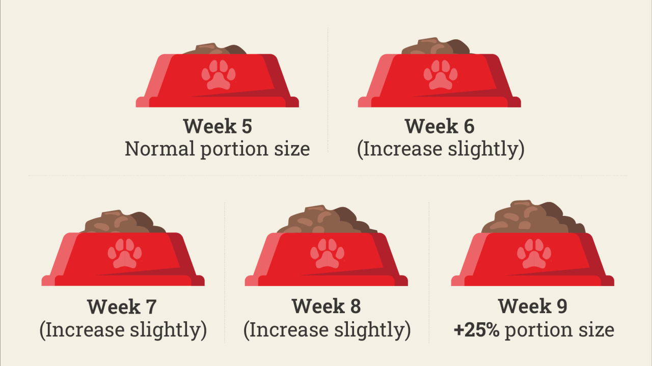 Feeding Your Pregnant Dog | Purina New Zealand