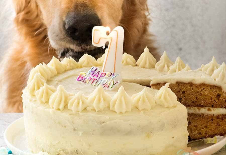 Dog Cake Recipe For Dozer'S Birthday! | Recipetin Eats