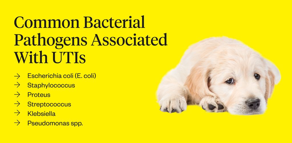 Uti In Dogs: Symptoms, Causes & Treatments | Dutch