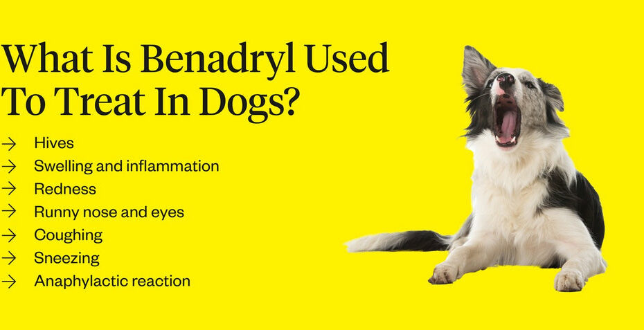 How Much Benadryl Can I Give My Dog? | Dutch