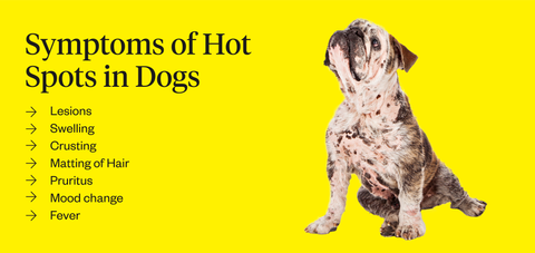 Hot Spot On Dog: Causes & Treatment | Dutch