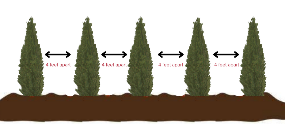 Arborvitae Trees: Spacing And How Many Should You Plant | Bower & Branch